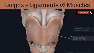 Ligaments amp Muscles of the larynx  Extrinsic amp Intrinsic  Attachments  Nerve supply  Actions [upl. by Yelhsa]