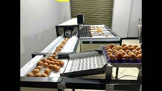 Clasificadora de huevos electrónica egg grading machine [upl. by Ecidnak341]