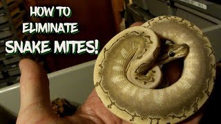 How to Eliminate Snake Mites [upl. by Itsyrk397]