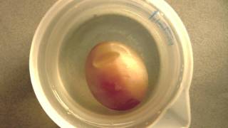 Osmosis demonstration with a raw egg [upl. by Cherice262]