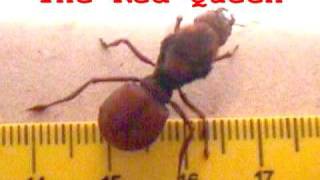 Gigantic ants  Formigas Gigantes [upl. by Nevah]