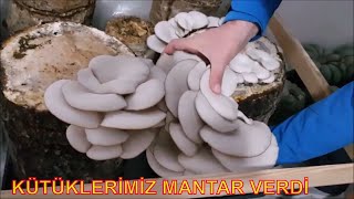 İstiridye Mantarı Yetiştiriciliği Mantar Kavurması [upl. by Odrawde]