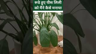 peace lily care देखें कैसे मुरझाया हुआ पीस लिली खिल उठा [upl. by Aisek]