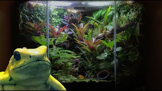 Bioactive Dart Frog Vivarium Build [upl. by Salem78]