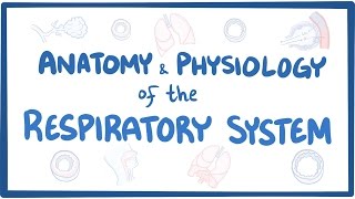 Anatomy and physiology of the respiratory system [upl. by Trudnak]