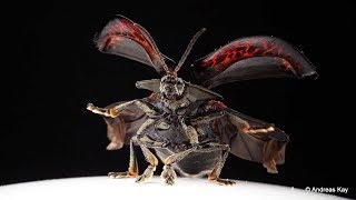 Tortoise Beetle taking off in Slow Motion [upl. by Ambrogino668]