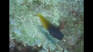 フタイロカエルウオ Bicolor blenny（Ecsenius bicolor） 《カエルウオ①》 [upl. by Hannazus]