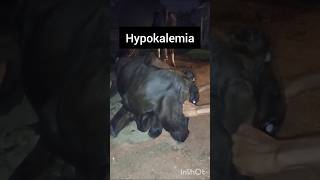 Treatment of hypokalemia in cattle treatment of isoperidoneshortsvideoanimalsfunnyvideo [upl. by Garek695]