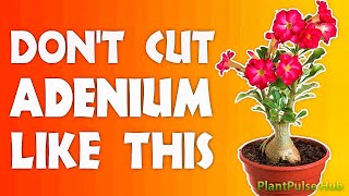 HOW TO TRIM AN ADENIUM PROPERLY  PlantPulse Hub [upl. by Newlin]