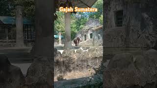 Gajah Sumatera Ragunan Zoo [upl. by Enyamert]