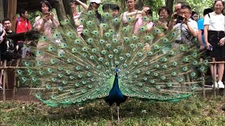 pavo real abriendo sus alas  Peacock with extended plumage [upl. by Clinton]