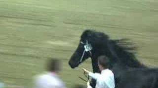 Tietse 428 Friesian stallion [upl. by Arait]