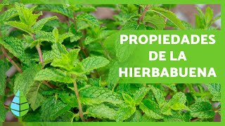 BENEFICIOS de la HIERBABUENA 🌿 Propiedades Cómo Tomarla y Contraindicaciones [upl. by Higginbotham]