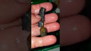 black Opal Sempur opalan kalimaya campur natural 40 pic harga 150 net❌terjual💯 [upl. by Teodoro]