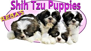 Rebas Shih Tzu Puppies 💖 50 Days Old [upl. by Anehs]