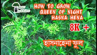 How to grow Queen of Night  How to Care for Raat ki Rani  Night Blooming Jasmine [upl. by Allanson780]