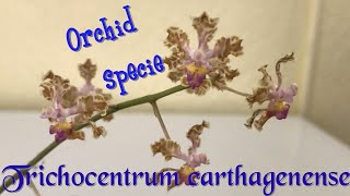 Trichocentrum carthagenense orchid specie [upl. by Yffub]