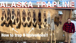 20212022 Wolverine Trapping Highlights [upl. by Ehtnax]