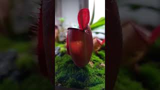 Ampullaria carnivorousplants [upl. by Bartolemo]