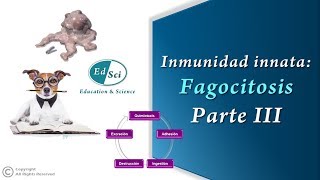 ✅ Respuesta inmune innata Fagocitosis  Parte 3️⃣ [upl. by Zeeba]