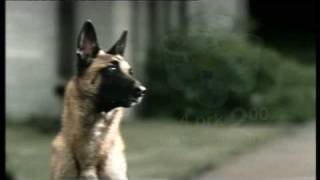 Malinois at tvcommercial 22 [upl. by Rodama]