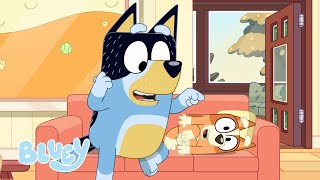 Full Bluey Minisodes  Part 1 💙  Bingo 3000 Three Pigs Hungry and Animals  Bluey [upl. by Staw]