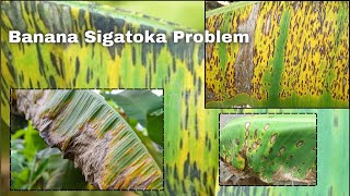 Banana Kela Sigatoka fungus identify and Control by plant solution in hindi [upl. by Whitelaw]