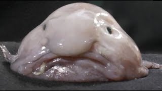 Facts The Blobfish [upl. by Ainerol]