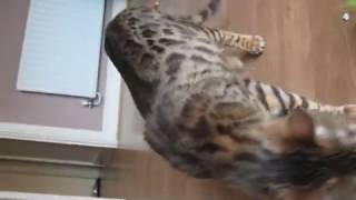 Crazy wild bengal cat  So you want a bengal cat [upl. by Licec]