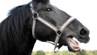 Percheron Mare Neighing [upl. by Shurlock]