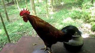 Rooster Crowing HD Video [upl. by Chadd632]