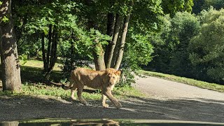 ZOO Dvůr Králové Safari Park [upl. by Eenal]