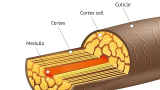 The Structure of Hair  Learn What Hair Is Made From  Barber Lesson 105 [upl. by Nere651]