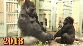 出産が近づき、妊娠中の妻の代わりに長男の面倒を見る父ゴリラのモモタロウ⭐️Gorilla【京都市動物園】Momotaro when his wife was pregnant [upl. by La]