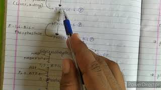 Gluconeogenesis  gluconeogenesis biochemistry  gluconeogenesis pathway [upl. by Anilef]