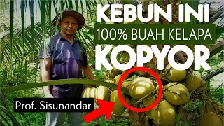 4 Hektar Kebun Kelapa Kopyor Terluas di Banyumas 700 Pohon Buah Kelapa Paling Enak Berharga Mahal [upl. by Torosian]