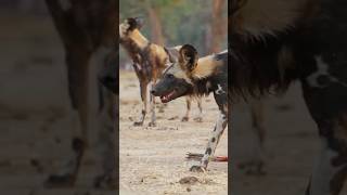 ¡Perros salvajes vs Hiena perrossalvajes vs hienas animalessalvajes [upl. by Cnut650]