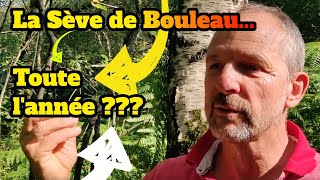 Comment la sève de bouleau peut se consommer toute lannée [upl. by Egiedan325]