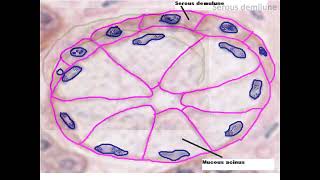 Histology of exocrine gland  salivary glands with easy identification technique [upl. by Nirrep]