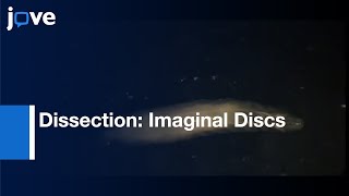 Dissection Imaginal Discs From 3rd Instar Drosophila Larvae l Protocol Preview [upl. by Casia169]