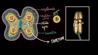 Pollen formation  Sexual reproduction in flowering plants  Biology  Khan Academy [upl. by Ajnek]