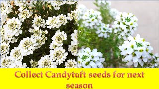 How to collect and store Candytuft flower seeds for next seasonbest winter flower candytuft seeds [upl. by Asiulana194]