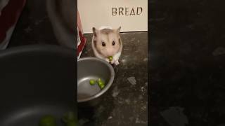 Batoon eats the poddington peas 🫛 😳 retro nostalgia childhood hammy cute funny peas [upl. by Tnecnivleahcim]