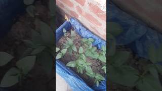 winter garden  first veggies 🔥☘️🫘☘️youtubeshorts wintergarden viralvideos [upl. by Persse]