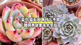 99的人都想知道的【藍石蓮】和【藍鳥】的區別｜這樣的養護環境就能擁有極美【卡羅拉】🧡 片尾彩蛋Echeveria Blue Bird E Morning Beauty E Colorata [upl. by Ahsaeit561]