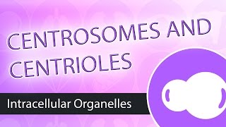 Intracellular Organelles The Centrosome [upl. by Hauhsoj]