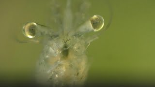 See Whats Inside A Ghost Shrimp  Glass Shrimp [upl. by Shamma]