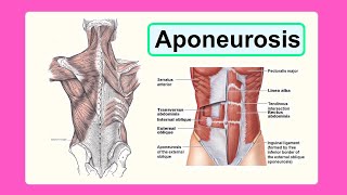 aponeurosis [upl. by Isbella]