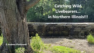 Catching Wild Livebearers in Northern Illinois [upl. by Cartwright965]