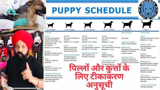 Puppy Vaccines  Everything You Must Know About Vaccinating Schedule Your Dog Bhola Shola [upl. by Sherwynd381]